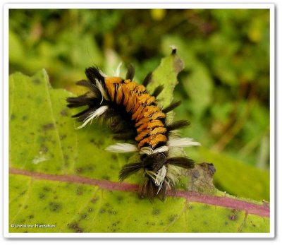 Milkweed tussock caterpillar  Euchaetes egle), #8238