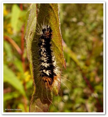 Impressive dagger moth caterpillar  (Acronicta impressa), #9261