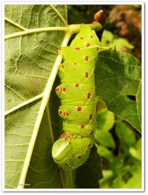 Blinded sphinx caterpillar  (Paonias excaecathus), #7824