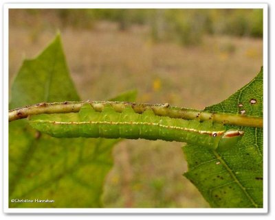 Angulose prominent caterpillar  (Peridea angulosa), #7920