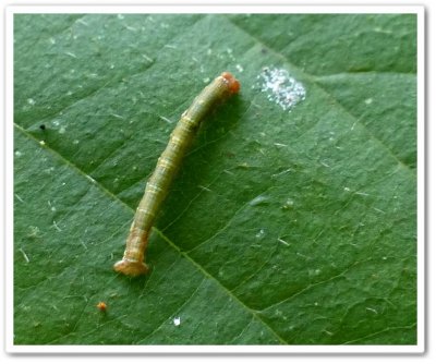 Geometrid looper caterpillar on Basswood