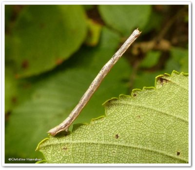 Looper moth caterpillar (Geometridae)