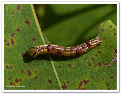 Double-lined prominent caterpillar (Lochmaeus bilineata)?, #7999
