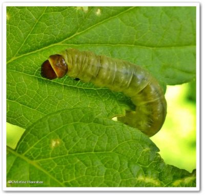 Leafroller (Tortricid) moth caterpillar?