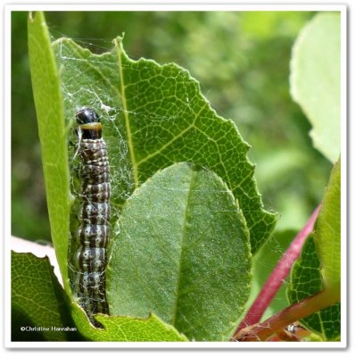 Twirler moth caterpillar (Dichomeris leuconotella?), #2299