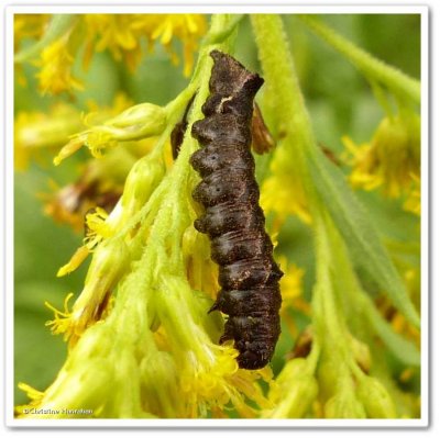 Dark-spotted palthis caterpillar (Palthis angulalis), #8397