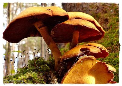 Mushrooms, moss and leafhopper