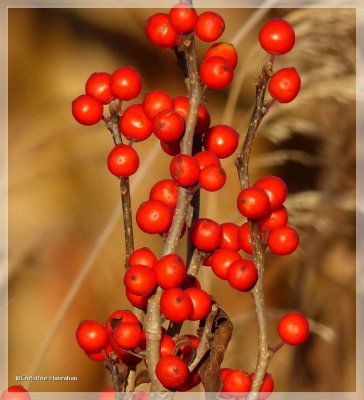 Winterberry (<em>Ilex verticillata</em>)