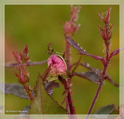 Autumn roses