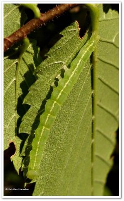White-lined snout (Hypena abalienalis), #8445