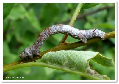Small engrailed moth caterpillar (Ectropis crepuscularia), #6597