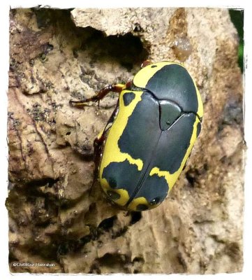 Miscellaneous Insects and Other Creatures