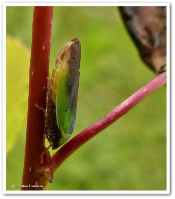 Leafhopper (Ponana pectoralis)