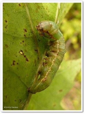 Angulose prominent caterpillar (Peridea angulosa), #7920