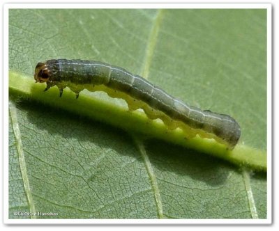 Caterpillar on Bitternut hickory