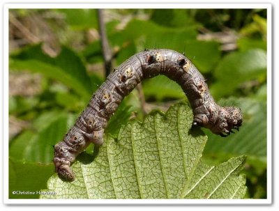 Half-wing moth caterpillar (Phigalia titea), #6658