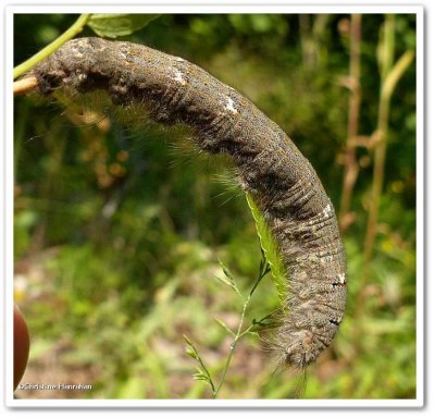 Lappet moth caterpillar (Phyllodesma americana), #7687