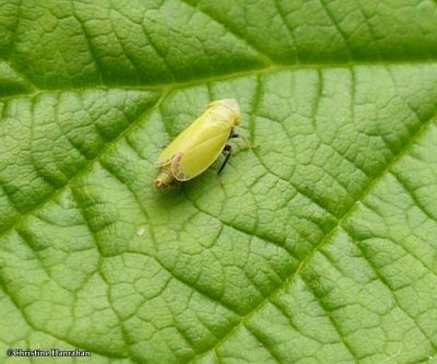 Leafhopper (Diplocolenus sp.)