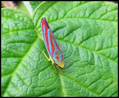 Leafhopper (Graphocephala)