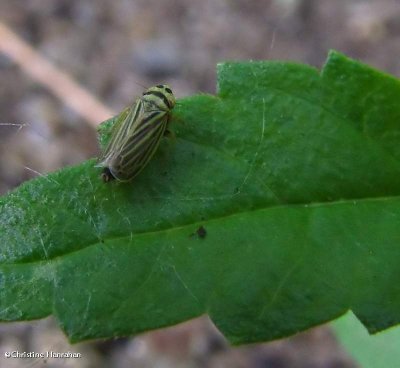 Leafhopper (Amblysellus)