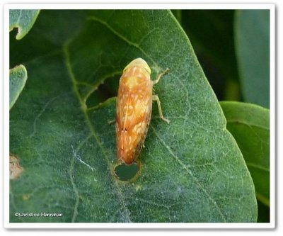 Leafhopper (Fitchana vitellina)