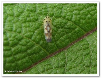 Leafhopper (<em>Macrosteles</em>)