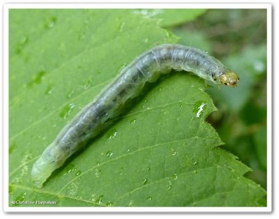 Leafroller caterpillar (Tortricid)?