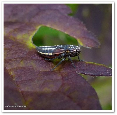 Leafhopper (Cuerna striata), nymph