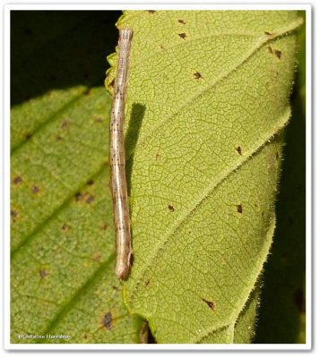 Looper moth caterpillar (Geometridae)