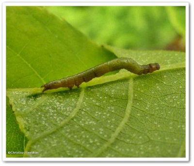 Looper caterpillar