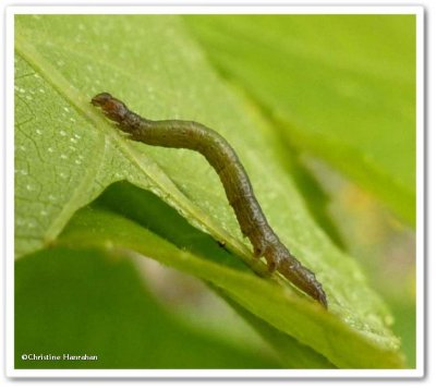 Looper caterpillar