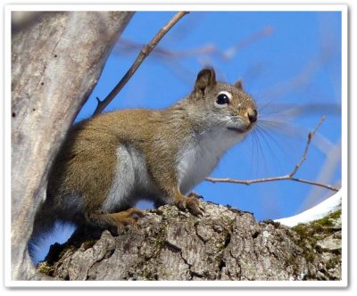 Red squirrel  (<em>Tamiasciurus hudsonicus</em>)