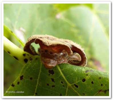 Hag moth caterpillar  (Phobetron pithecium), #4677