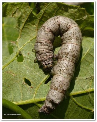Underwing moth caterpillar, possibly Catocala cerogama,  #8802