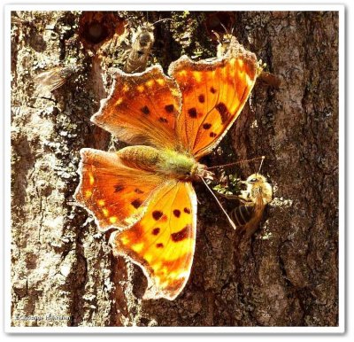 Reveler Conservation Area (23 Galleries)