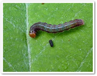 Moth caterpillar (Eupsilia sp.)