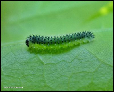 Sawfly larva (<em>Periclista</em>)