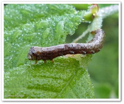 Looper moth caterpillar (Geometridae)