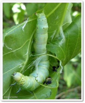 Underwing moth caterpillar, possibly Catocala cerogama,  #8802