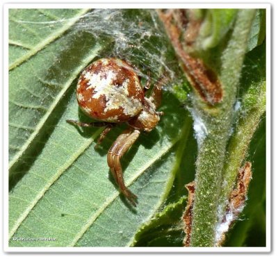Ground crab spider (<em>Xysticus punctatus</em>), female