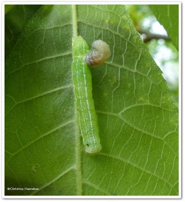 Noctuid moth caterpillar with parasite 