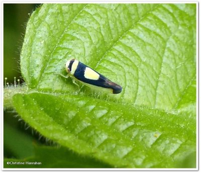 Saddled leafhopper  (Colladonus clitellarius)