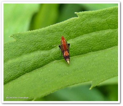 Leafhopper  (Subgenus Cloanthanus)