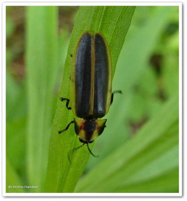 Firefly (<em>Pyractomena borealis</em>)