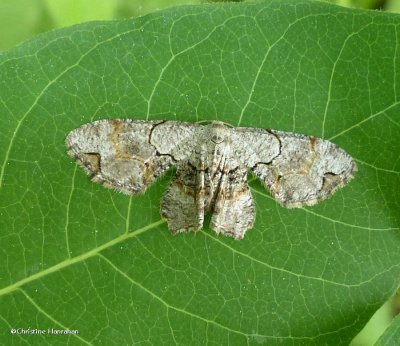 Grey  Scoopwing moth (Callizzia amorata), #7650