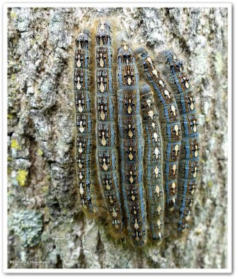 Forest Tent moth caterpillars (Malacosoma disstria) , #7698