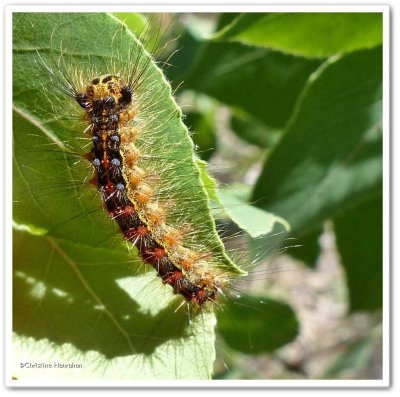 Gypsy moth caterpillar (Lymantria dispar), #8318