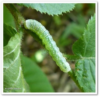 Moth caterpillar, possibly Dowdy pinion (Lithophane unimoda), #9916
