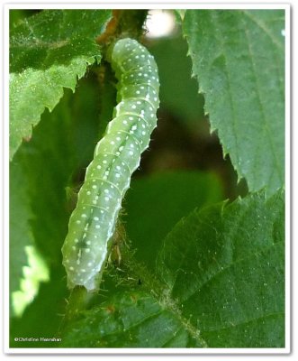 Moth caterpillar, possibly Dowdy pinion (Lithophane unimoda), #9916