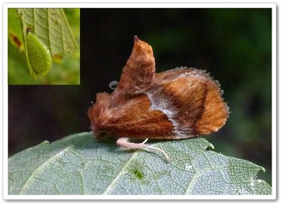 Flannel, Slug Caterpillar, Leaf Skeletonizer Moths and kin:  4624 - 4697
